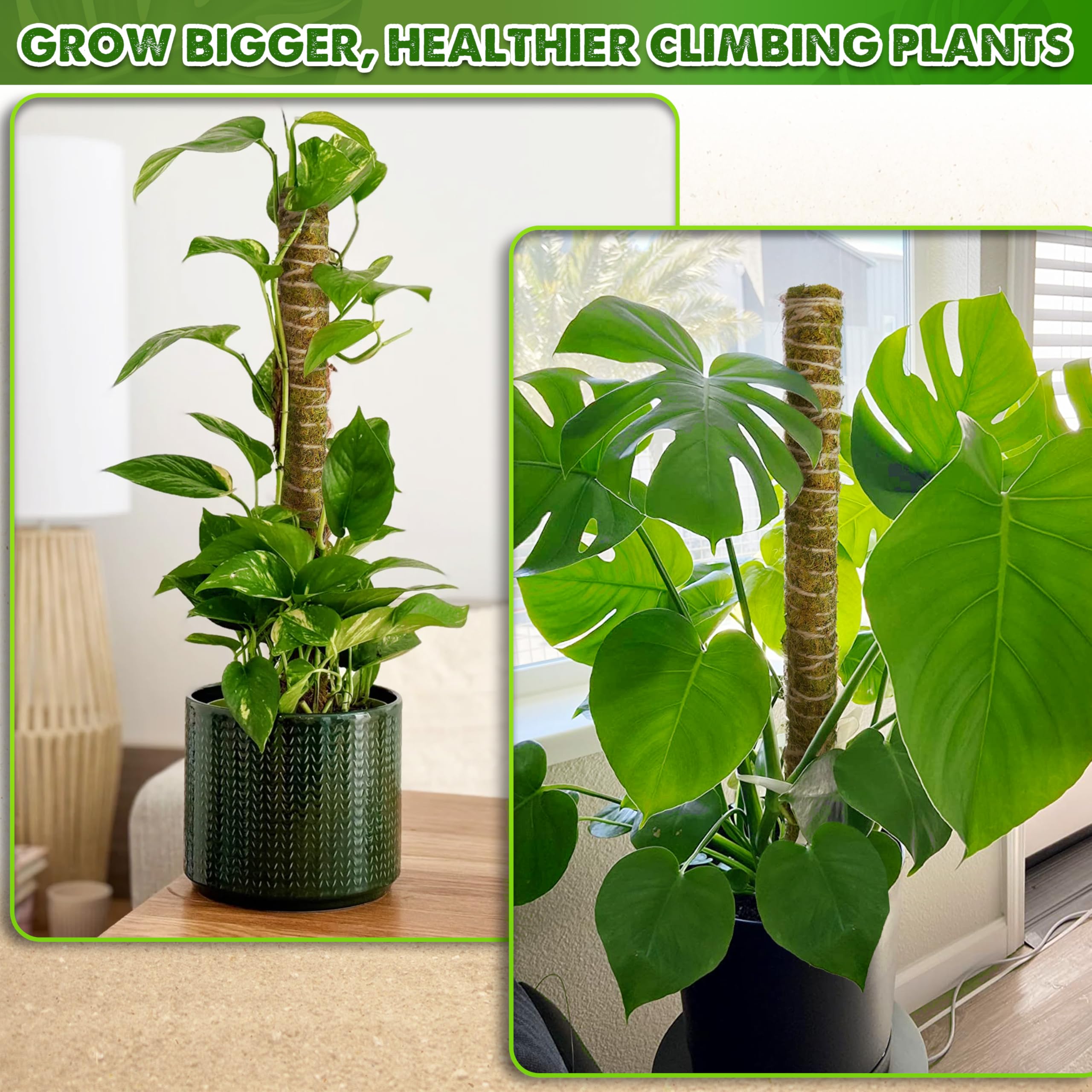 Amazon.com : DUSPRO Natural Moss Pole for Plants Monstera, Forest